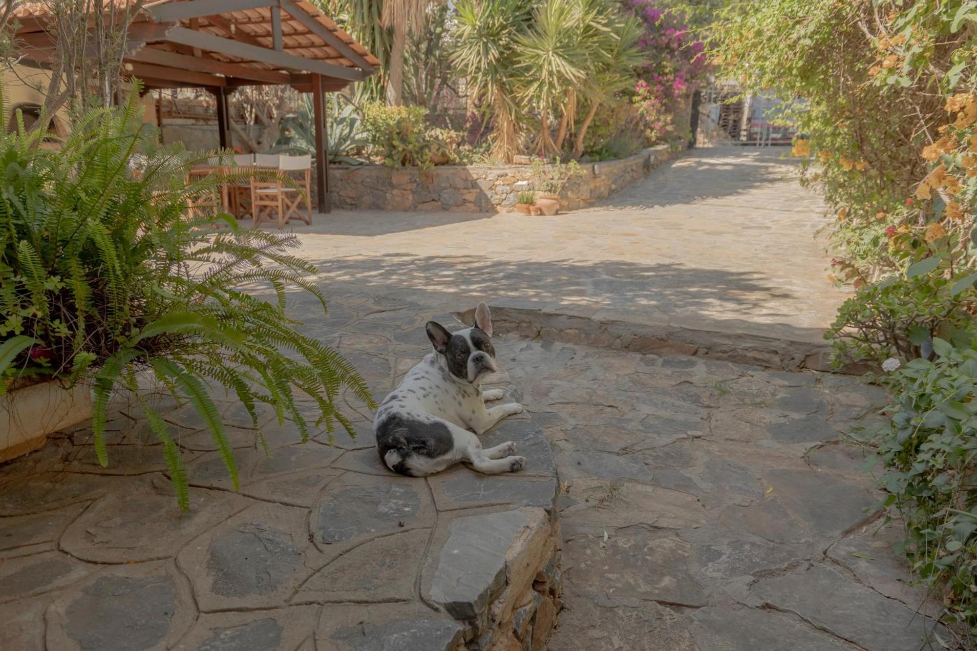 Private Pet Friendly Villa Ágios Nikólaos Екстериор снимка